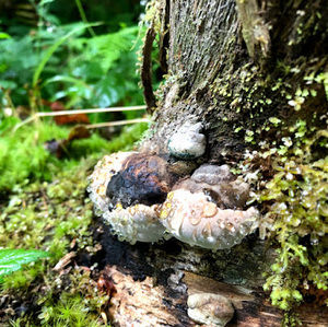 Meet your Posher, Shawn